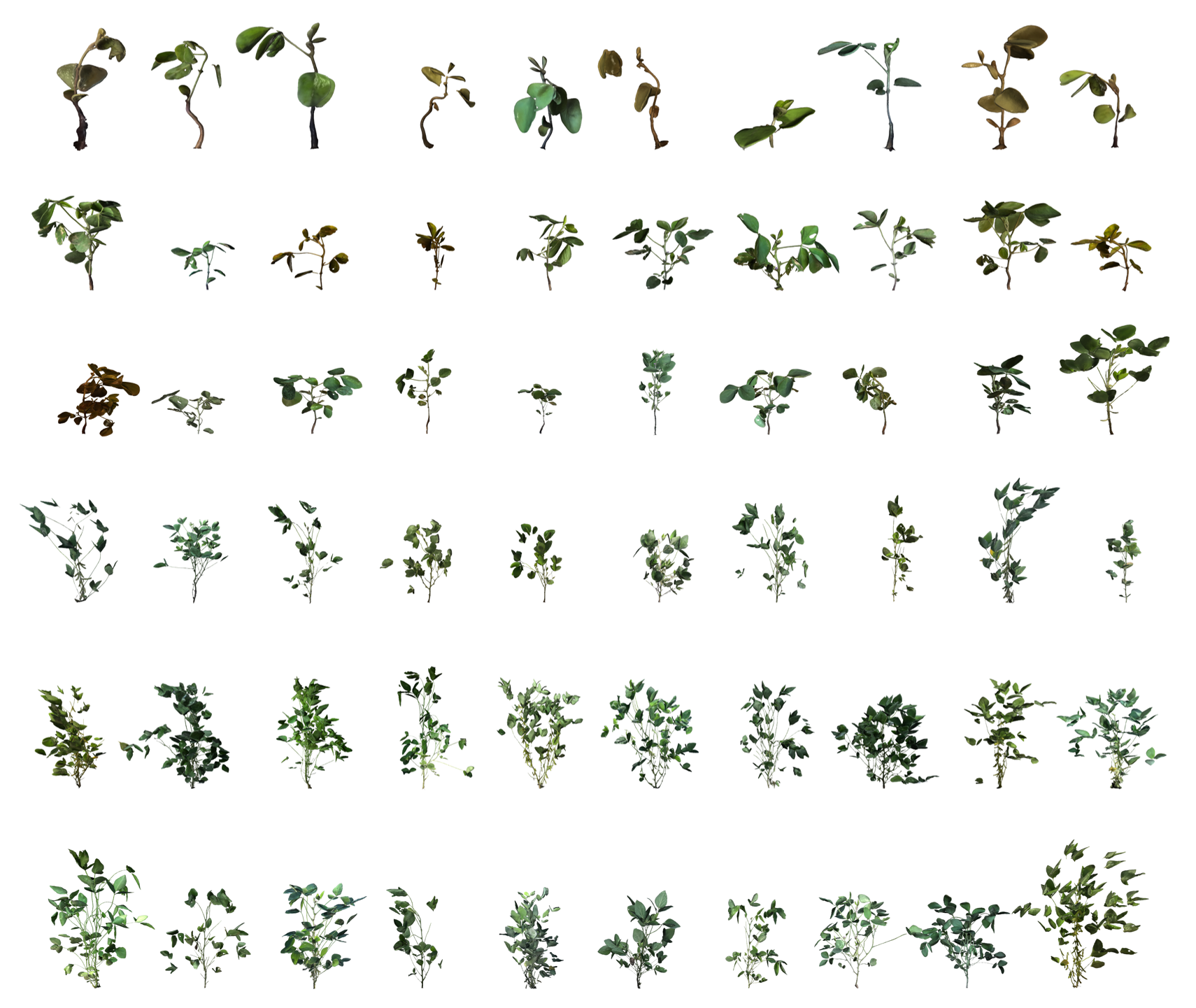 Soybean